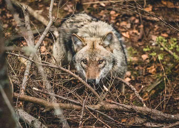 Wolf in the wood