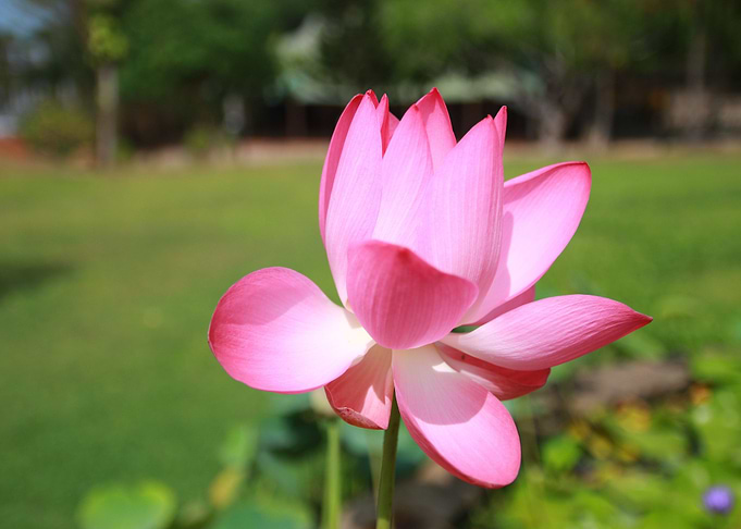 pink flower