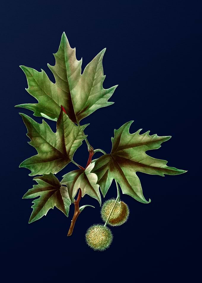 Vintage Botanical Painting