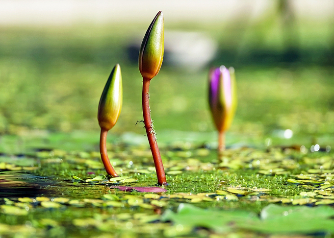 three plant green