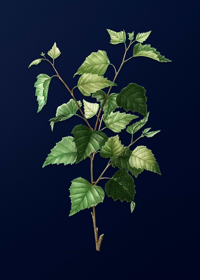 Blue Leaf Branch Drawing