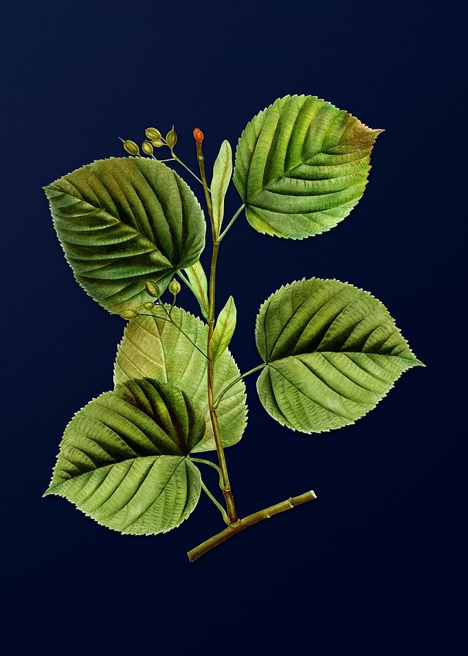 Vintage Branch Painting