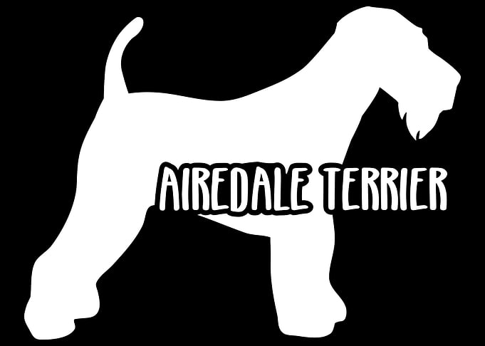Airedale Terrier