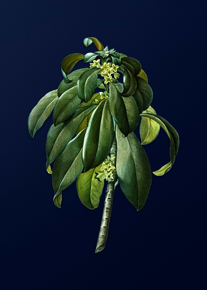Blue Leaf Branch Drawing