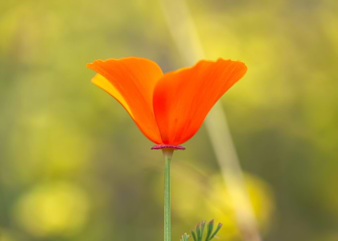California Poppy