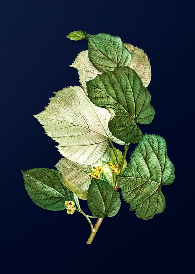 Vintage Botanical Painting