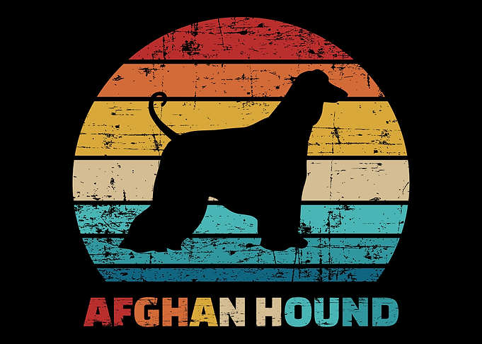 Afghan Hound