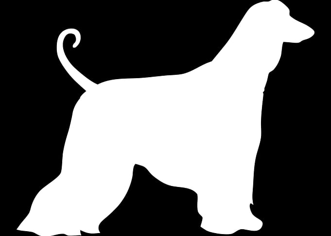 Afghan Hound