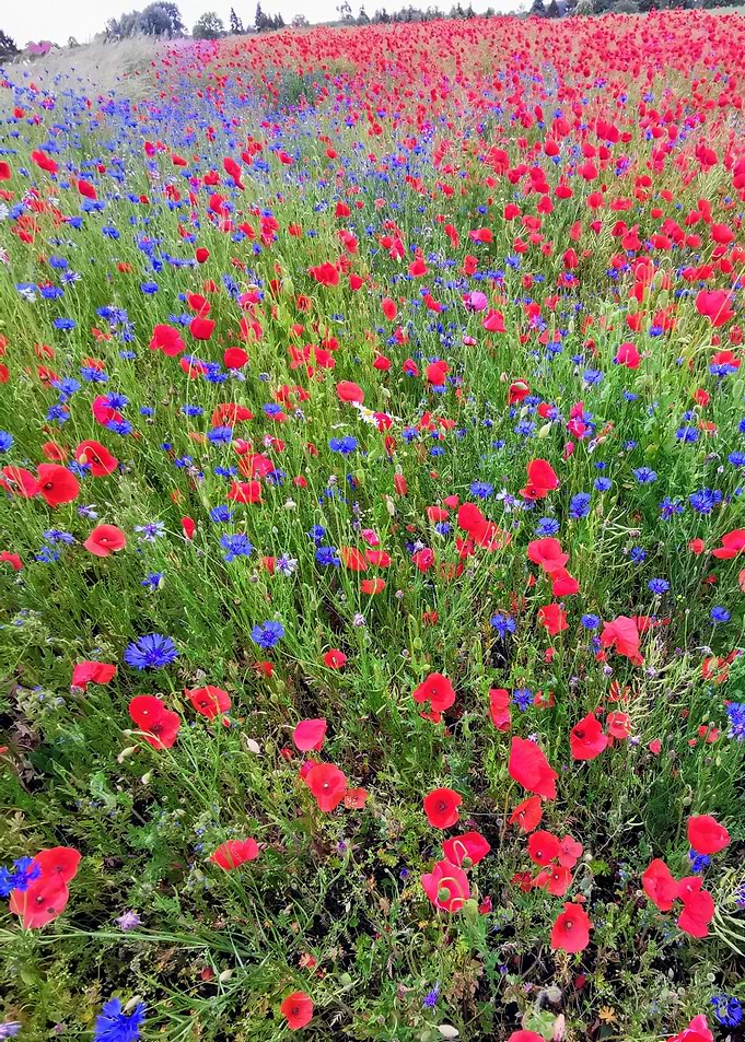 Mohnblumen Poppie Flowers