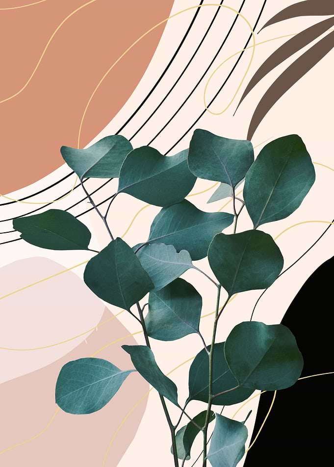 Eucalyptus Glam 1