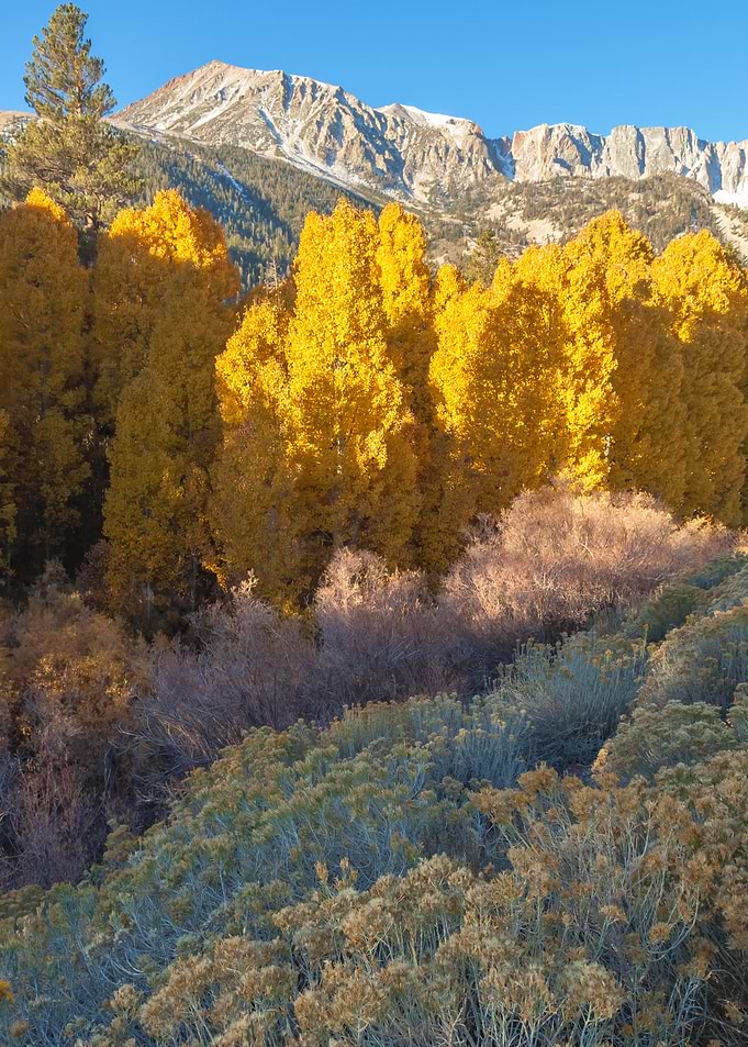 Inyo Forest Fall