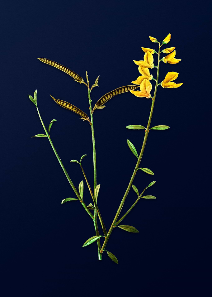 Blue Leaf Branch Drawing