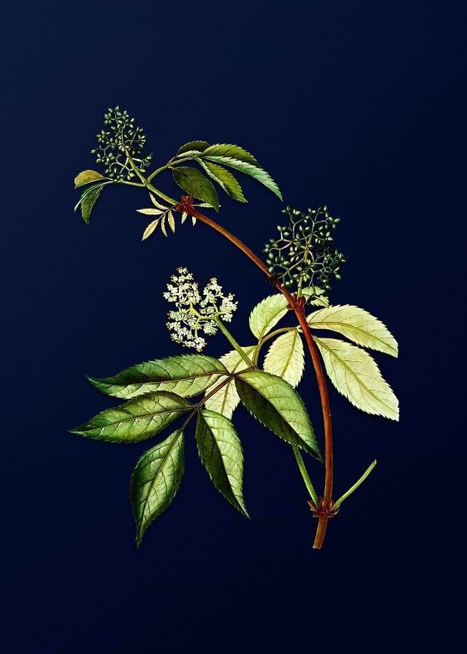 Blue Leaf Branch Drawing