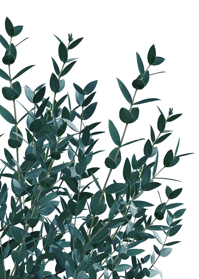 Eucalyptus Delight 1