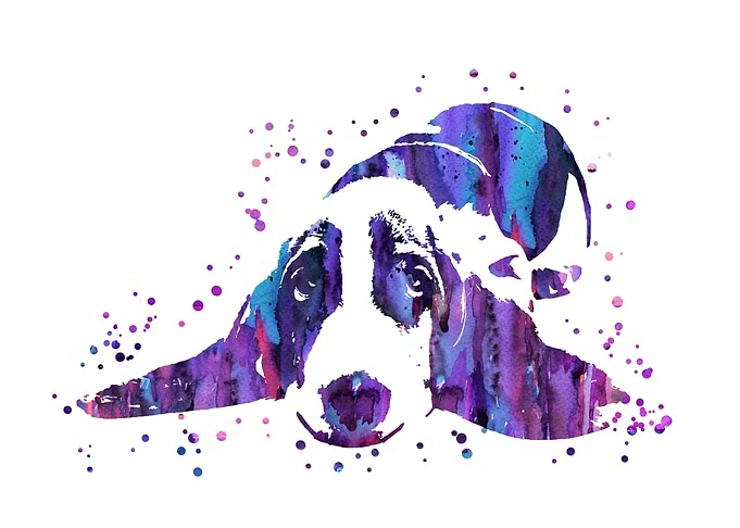 Basset hound