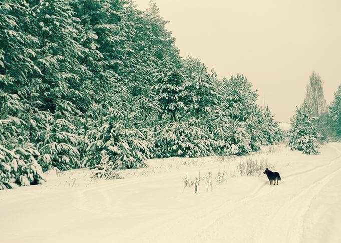 Animal Canine Cloudy Cold