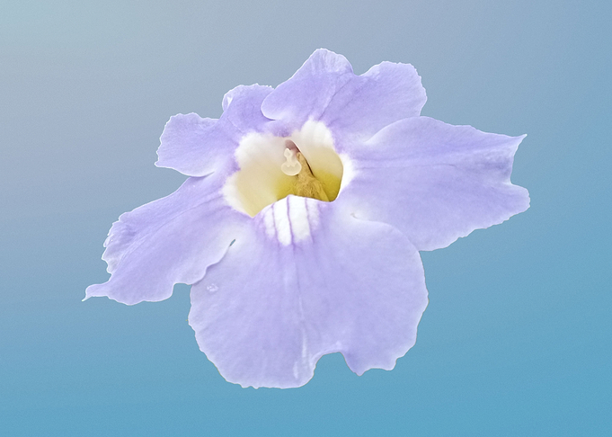 Blue skyflower