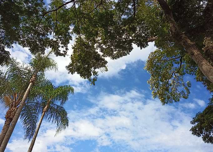 Trees and Blue Sky