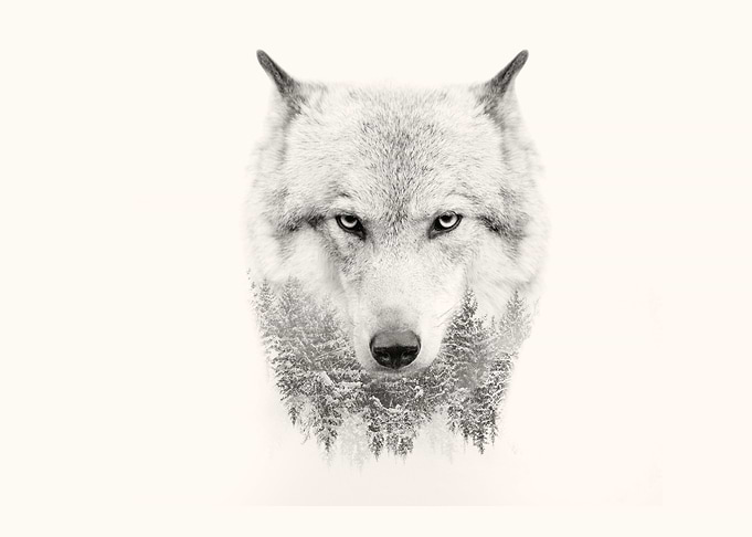The wolf face on white bac
