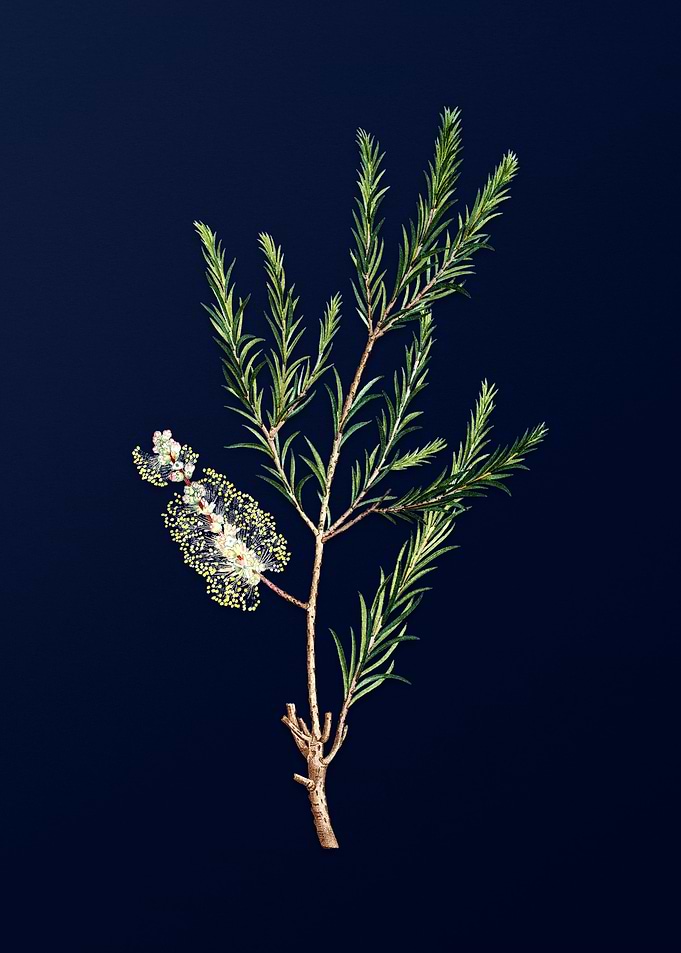 Blue Leaf Branch Drawing