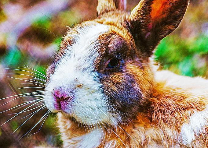 Rabbit in a wood