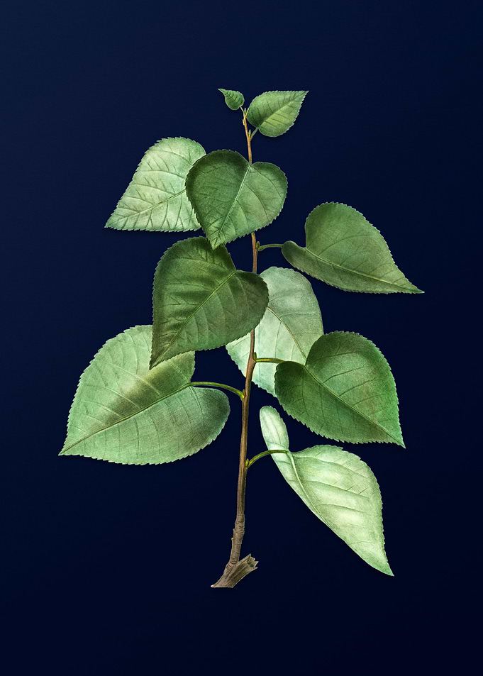 Vintage Branch Painting