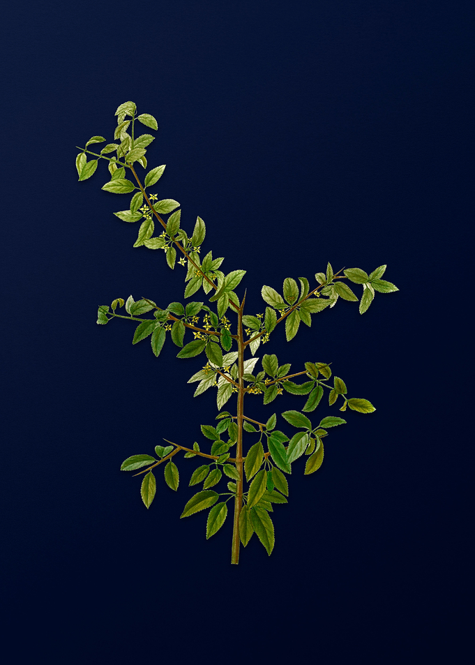 Blue Leaf Branch Drawing