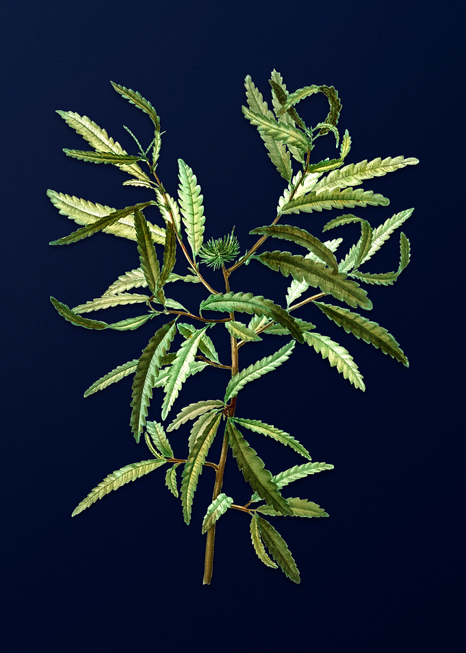 Blue Leaf Branch Drawing