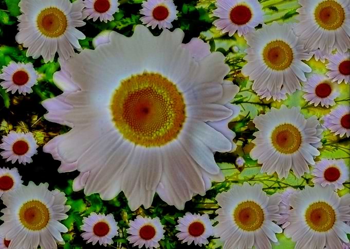bloom in the summer