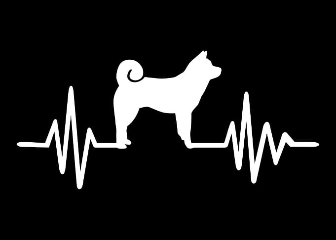 Akita
