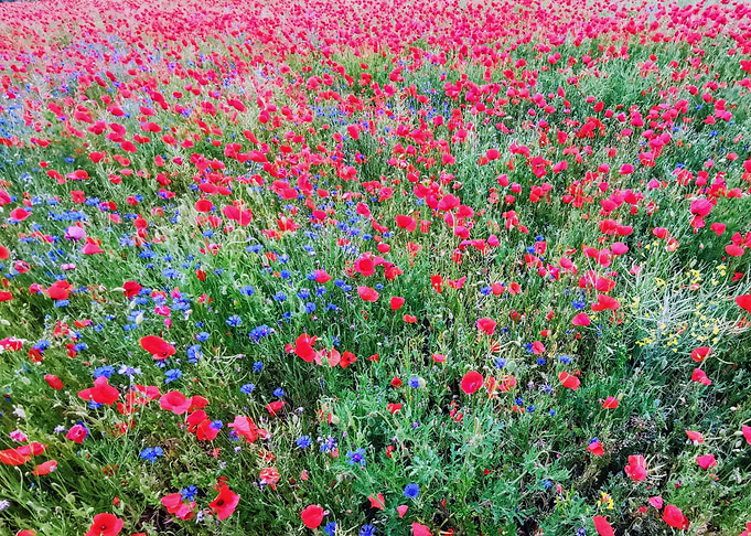 poppy field