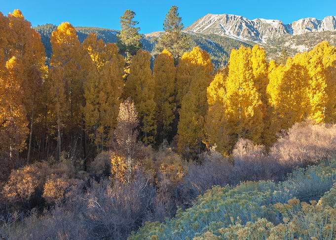 Inyo Forest in Autumn