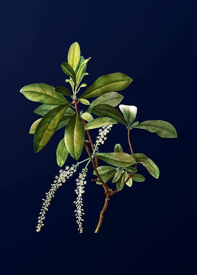 Botanical Painting on Blue