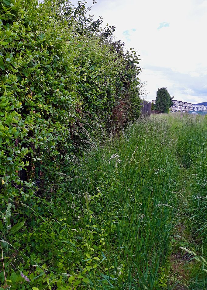 Green path