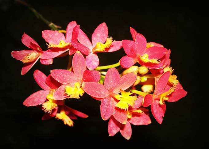 red bloom