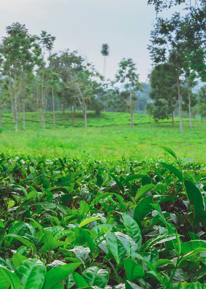 Tea plantation Uganda