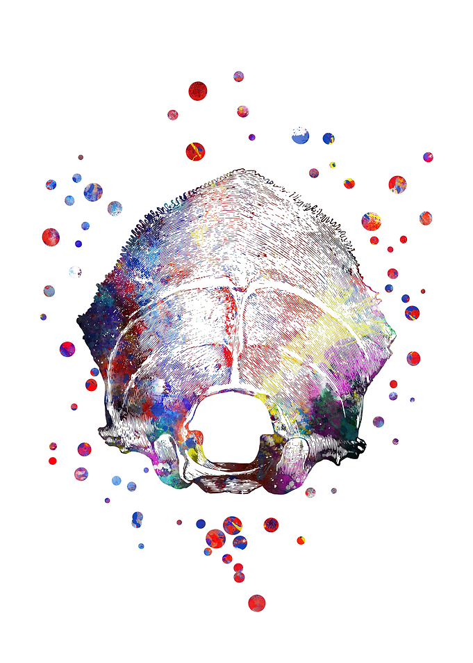 Occipital bone