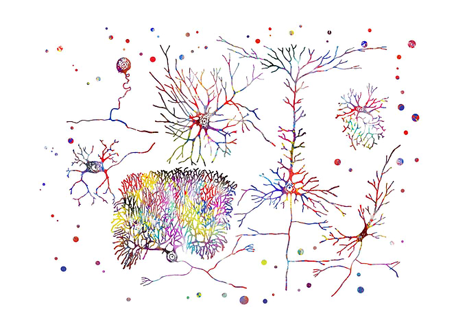 Nerve cells
