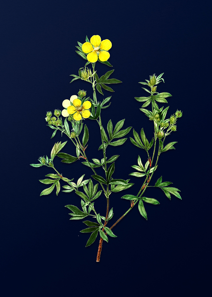Blue Floral Illustration