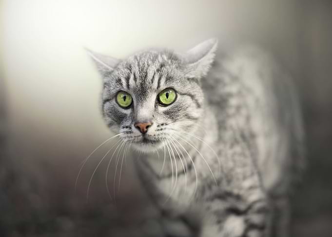 Cats Glance Snout Whiskers