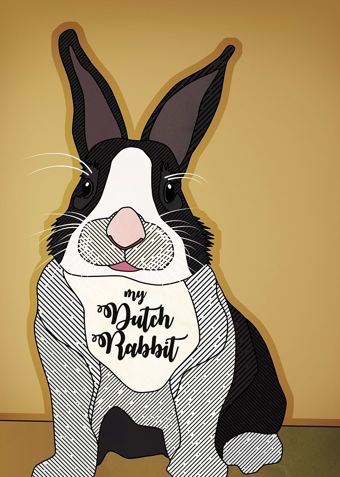 My Dutch Rabbit