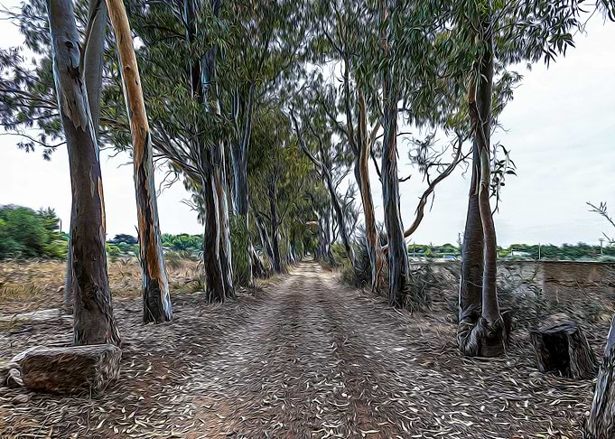 Dirt road in countryside