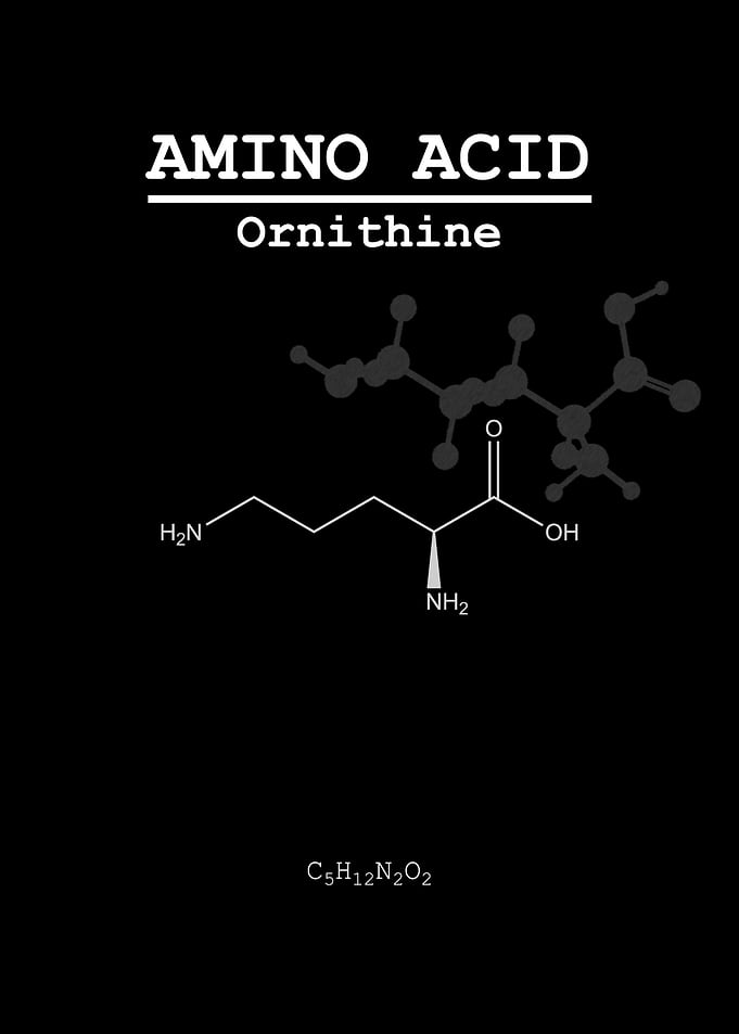 Ornithine