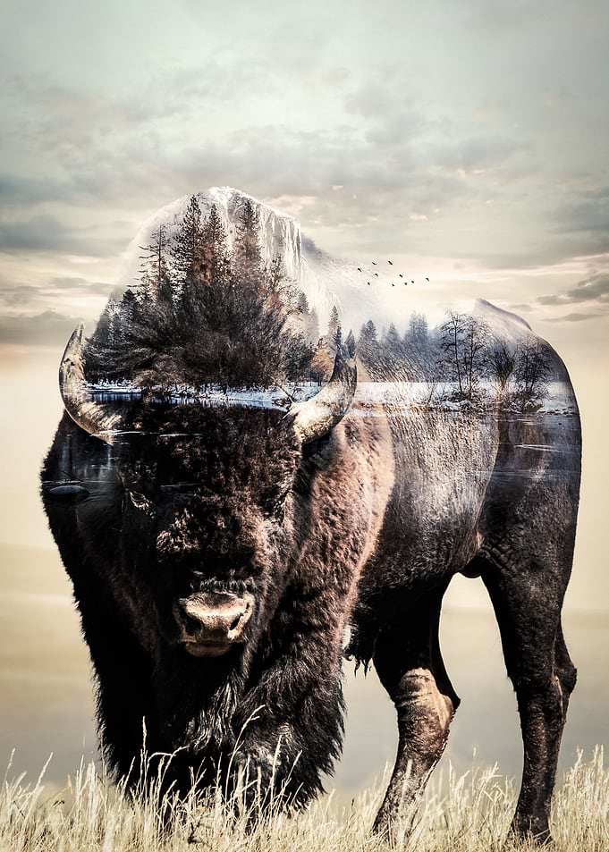 American Bison