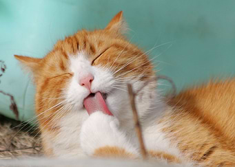 Cats Tongue Cute