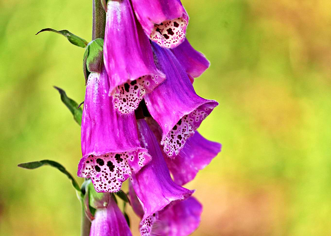 Beautiful Foxglove Flower