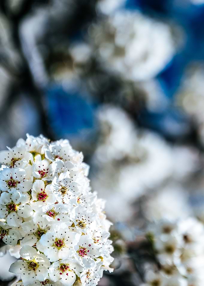 white blue flower