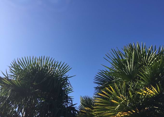Palm tree below blue sky