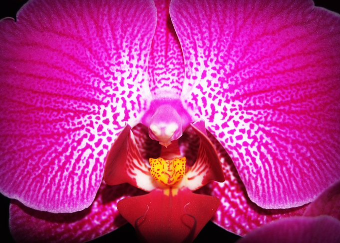 pink bloom