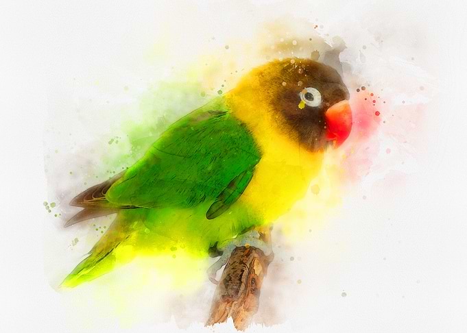Colorful Love Bird